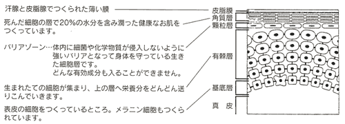 健康な皮膚の状態を表す図と説明