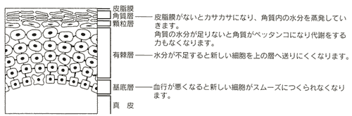 荒れた皮膚の状態を表す図と説明