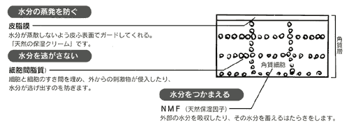 角質層の水分保持のメカニズムの図と説明