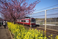 菜の花と河津桜と京急電鉄