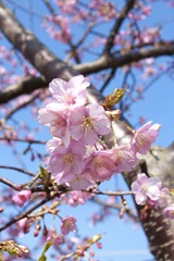 河津桜
